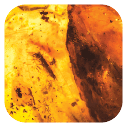 Amber